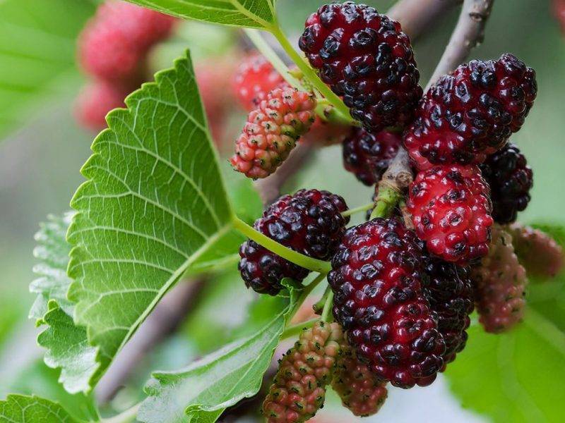 Шелковица купить саженцы из питомнике в Находке