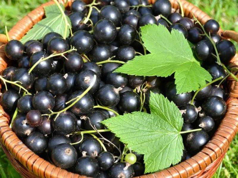Смородина купить саженцы из питомника в Находке