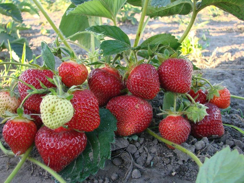 Клубника купить саженцы из питомника в Находке
