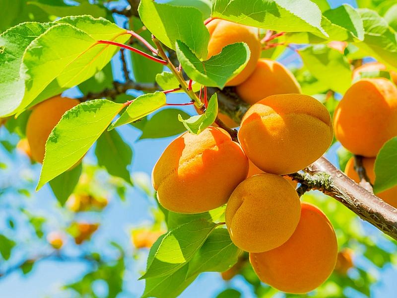 Абрикос купить саженцы из питомнике в Находке