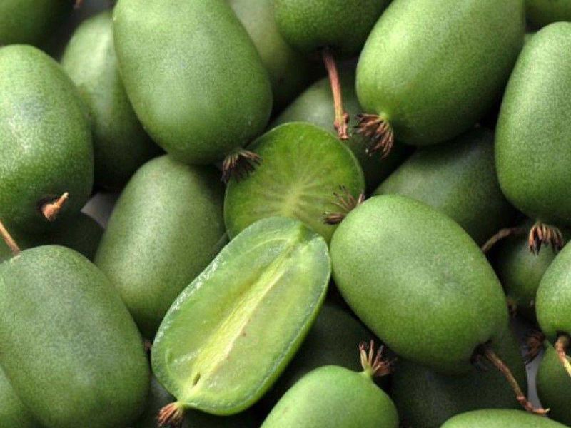 Актинидия купить саженцы из питомнике в Находке