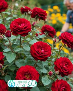 Роза "ЛАВАГЛУТ"