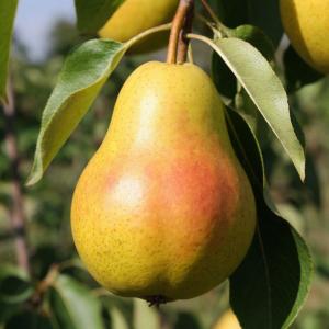 Груша "БЕЛОРУССКАЯ ПОЗДНЯЯ"
