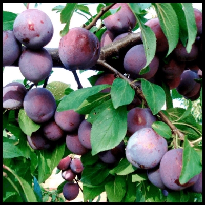 Слива "ПАМЯТИ ПУТОВА"